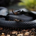 what it means to dream about snakes